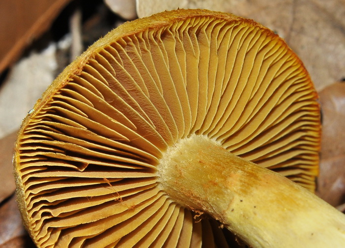Cortinarius sp.